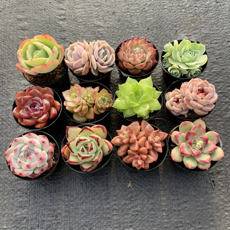壹分皿 12颗多肉植物组合新手好养亲子花卉桌面盆栽绿植种好发货