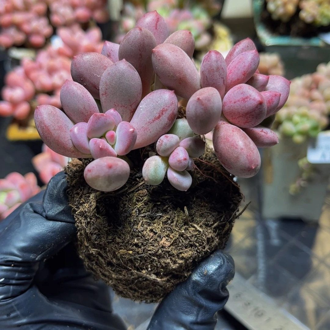 1109桃花仙子奶酪9厘米多肉
