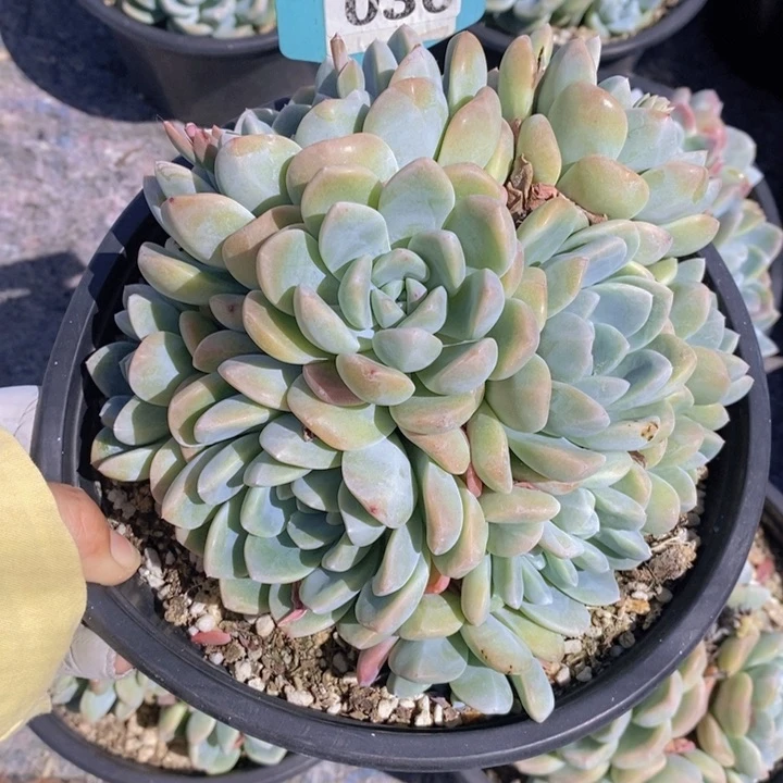 猫****?030号冰玉大群特价一颗