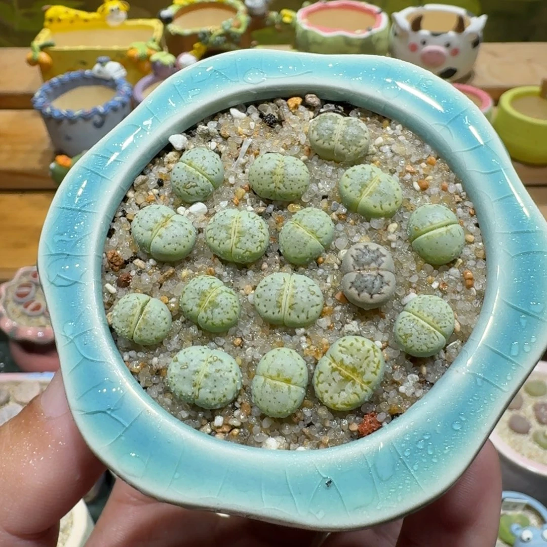 蘑菇1153奶油寿丽多肉植物