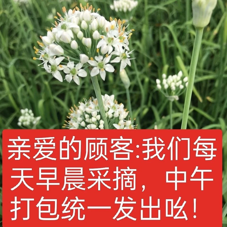 山东新鲜现摘嫩韭菜花可做韭菜花酱可做韭花咸菜包邮