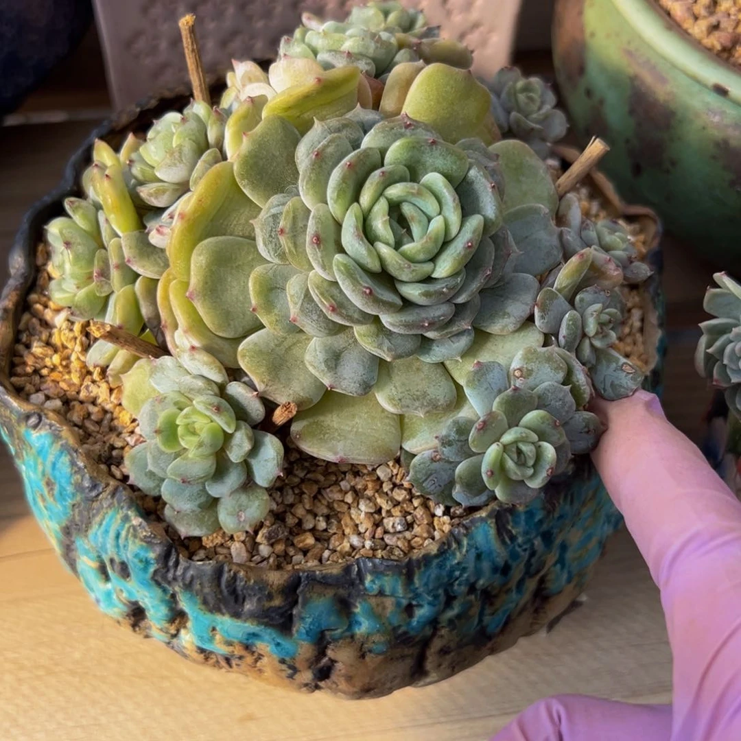 白恋 新年快乐 新年快乐