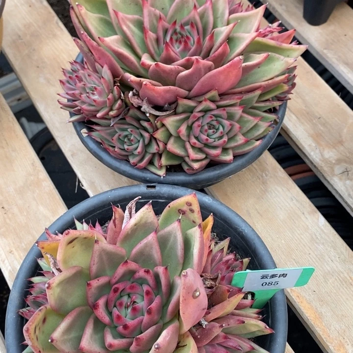 D085- 直播福利 两颗