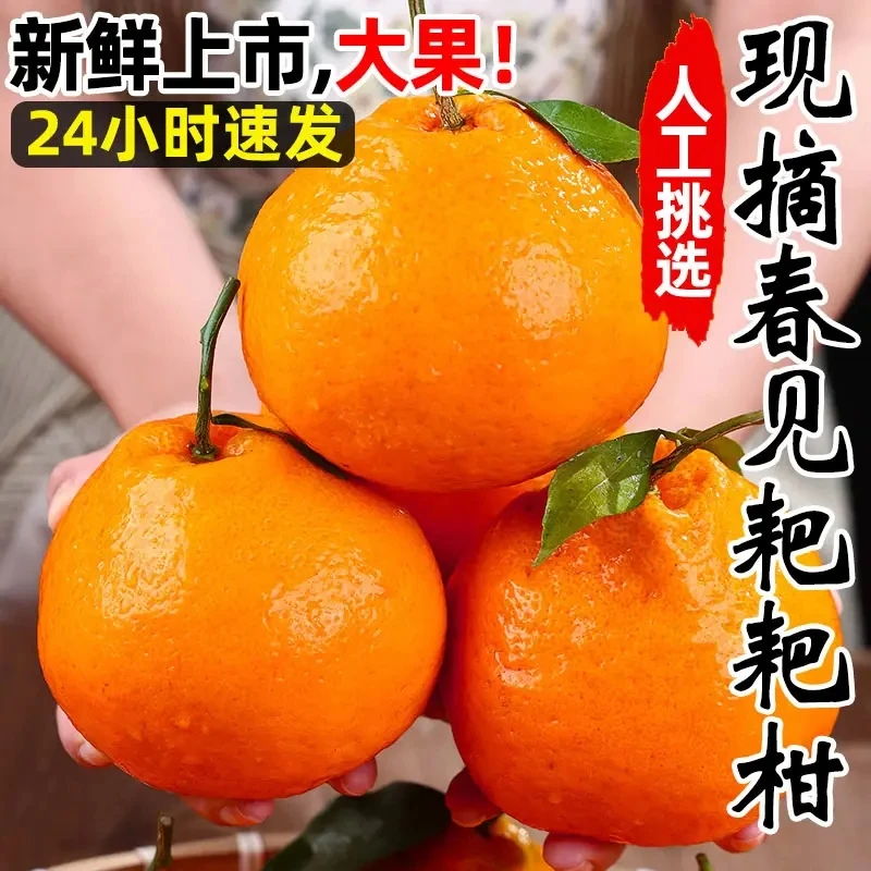 正宗四川春见耙耙柑丑橘手剥柑橘酸甜多汁粑粑柑新鲜水果现摘现发