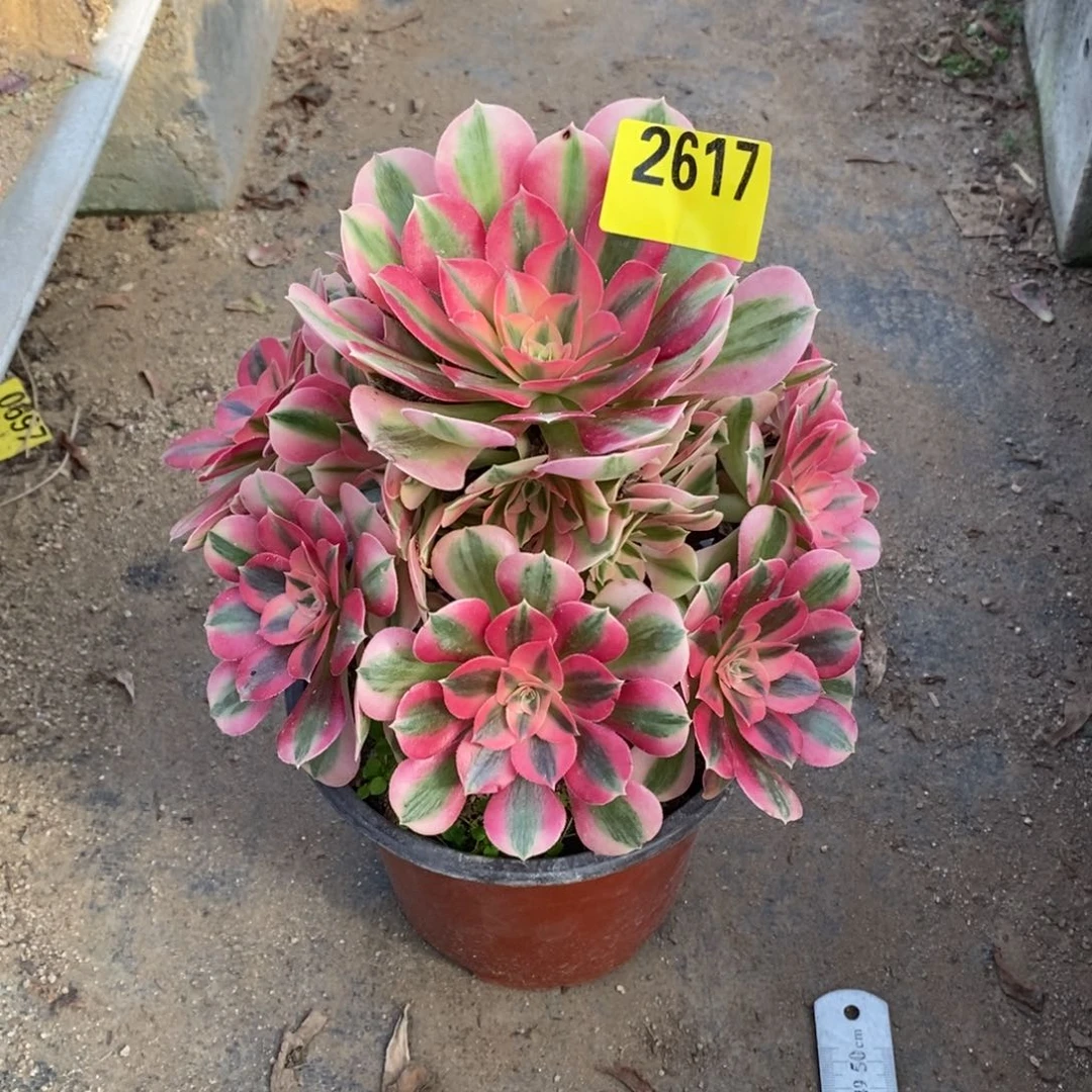 粉女巫多肉法师2617