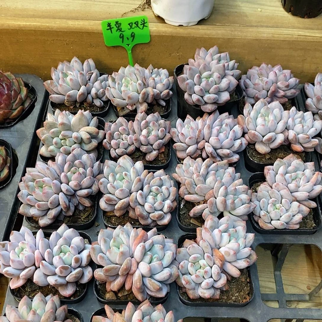 半夏双头，福利多多