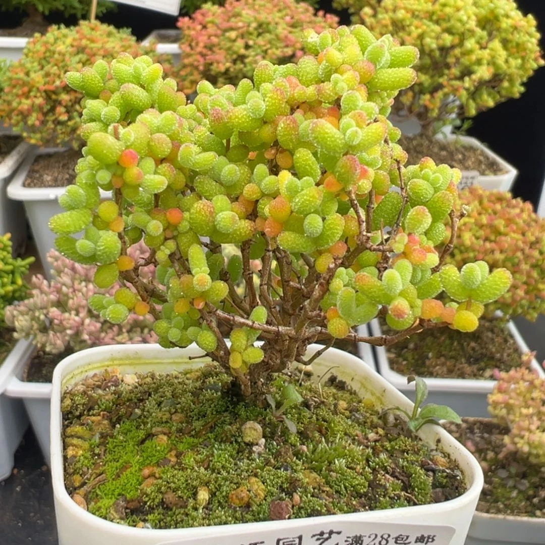 D7997金桔小老桩枝干