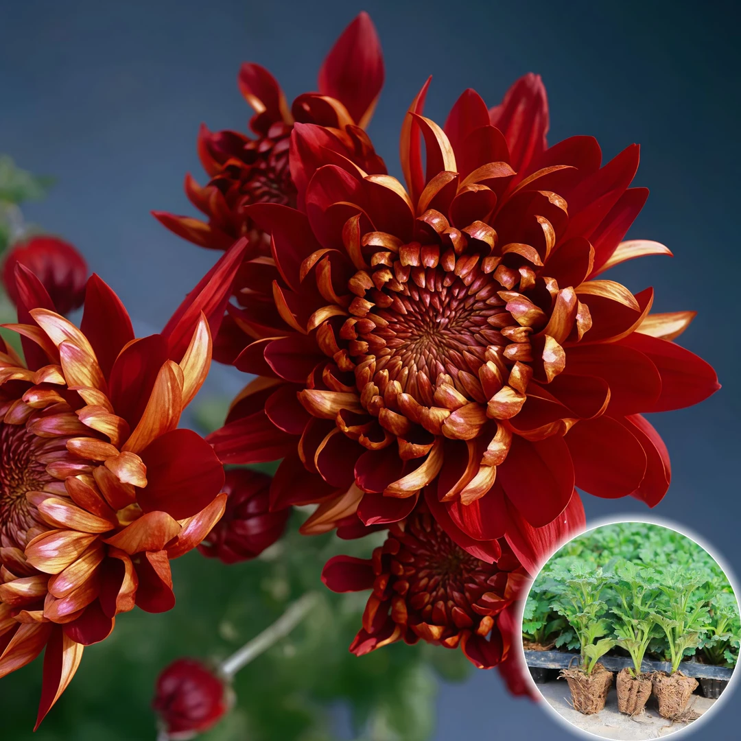 大菊花苗基地直发耐热四季开花庭院耐寒优质菊花苗多年生盆栽地栽