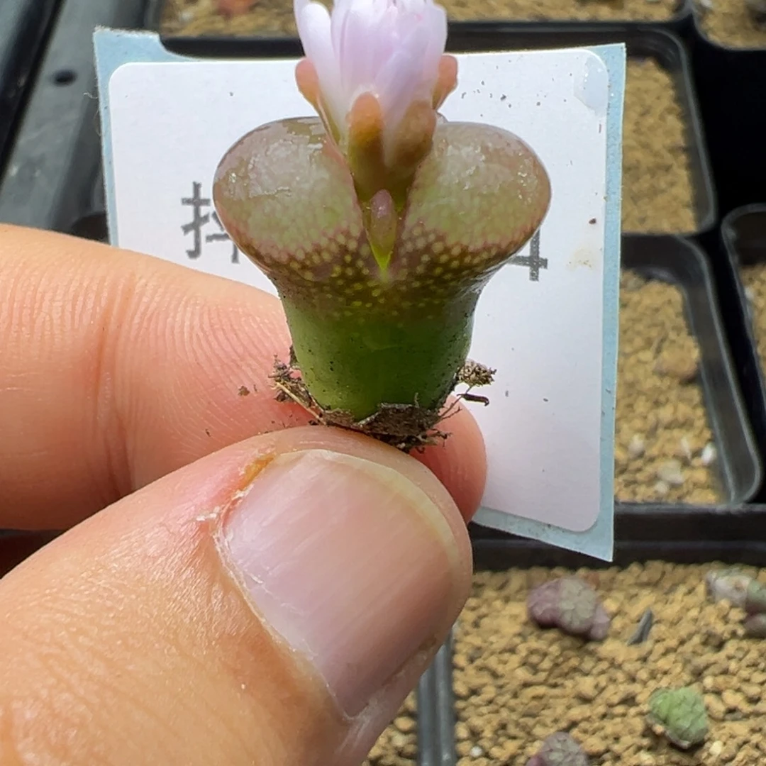 青****29-74肉锥多肉植物，