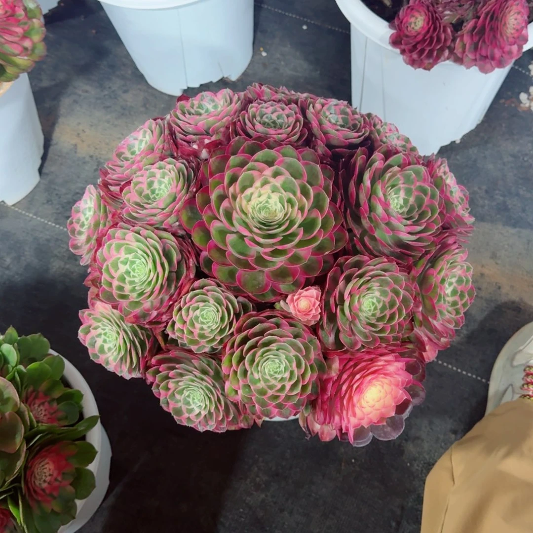 ?*当多肉植物发货发货