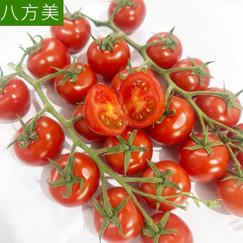 串串番茄小番茄千禧（口感好风味浓郁）（500克）番茄同城配串串千禧广东省