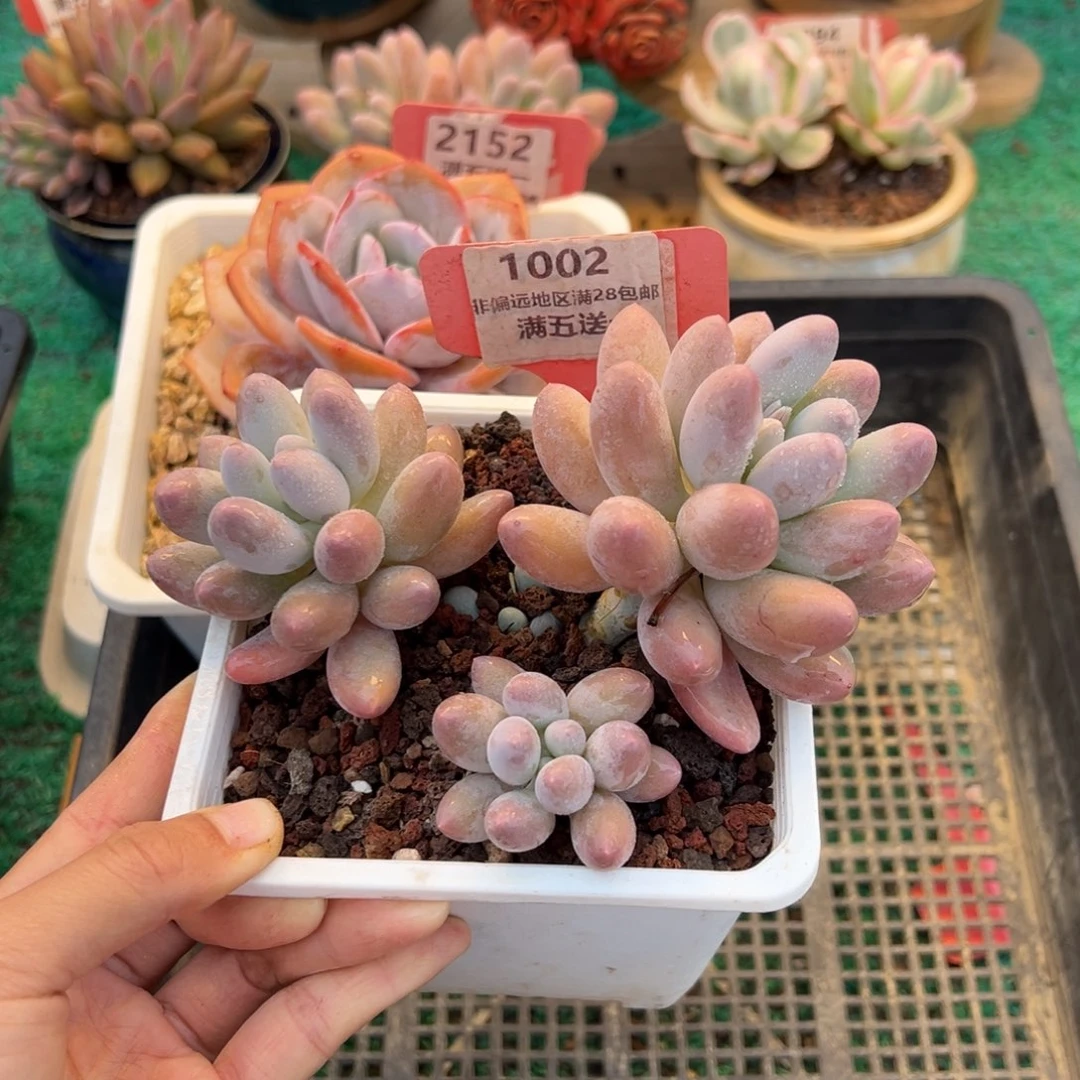 表妹精品精品多肉1002.