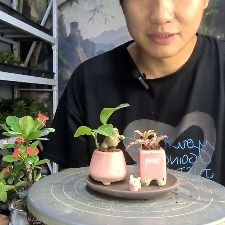 苗*尼中青园艺一物一拍21