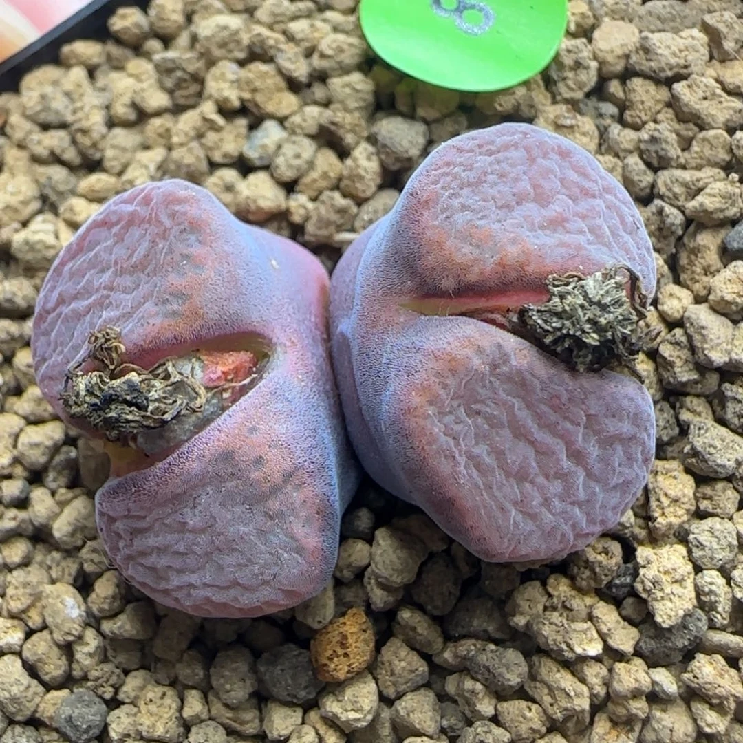 漂漂亮亮多肉植物8