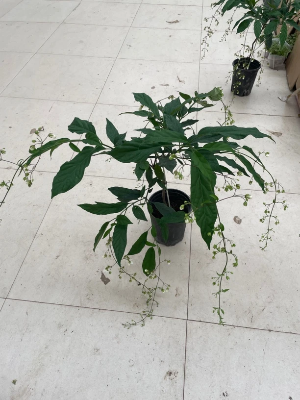 大垂丝茉莉盆栽，