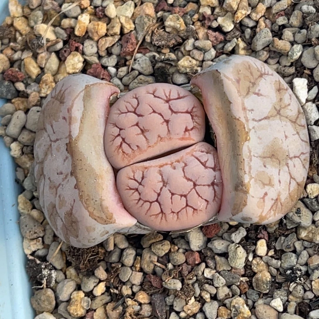 7360粉皮262一颗