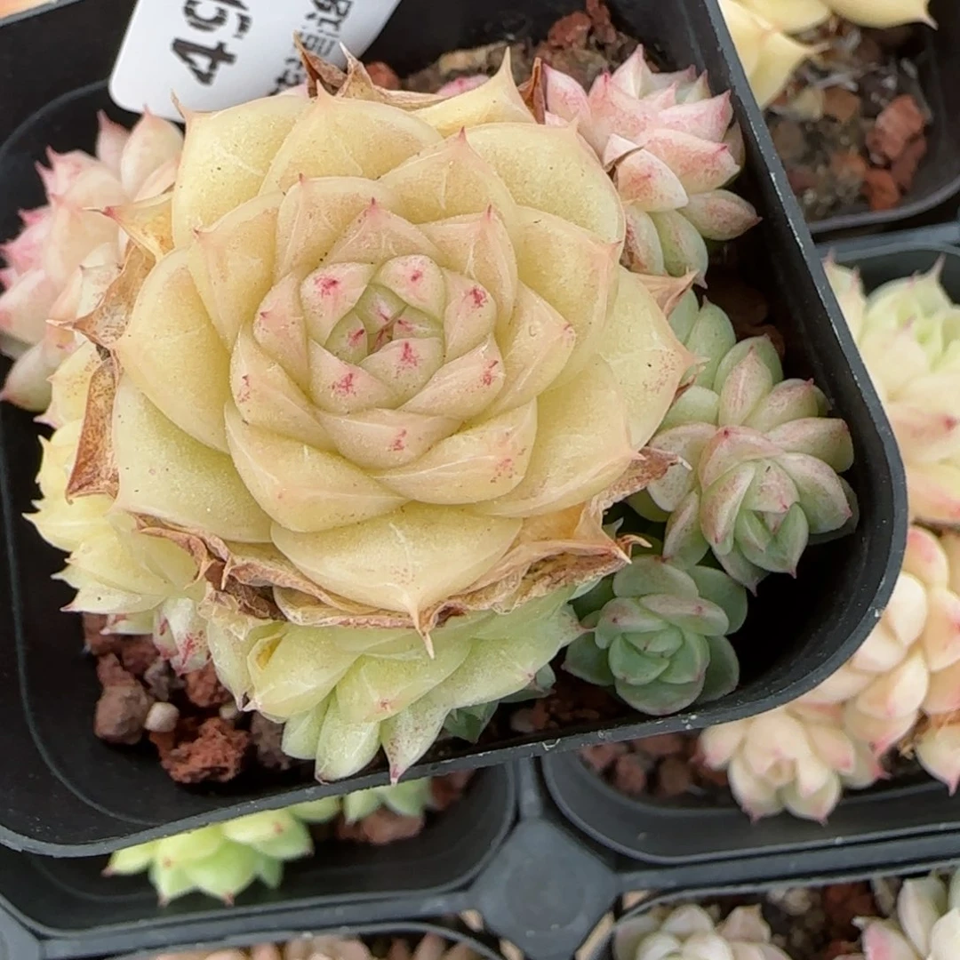 a**a花语逸境0216-495散