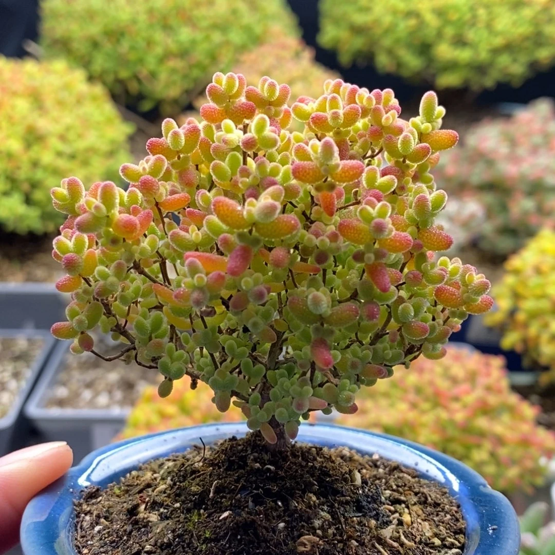 465蜜橘糖球 。