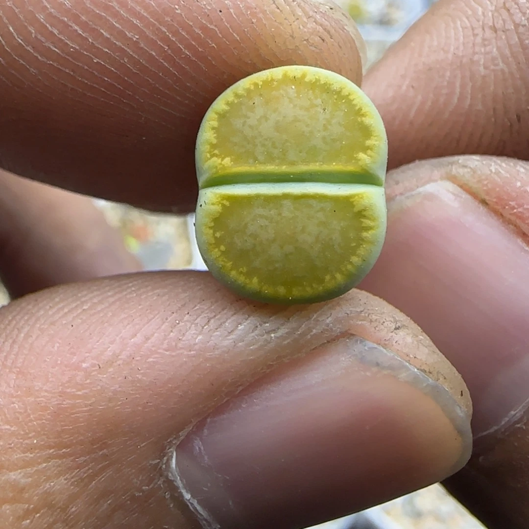 818 生石花大棚直播