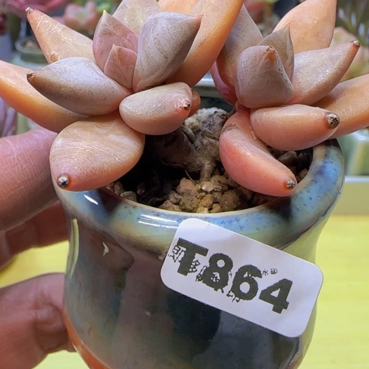 t864 一物一拍多肉植物