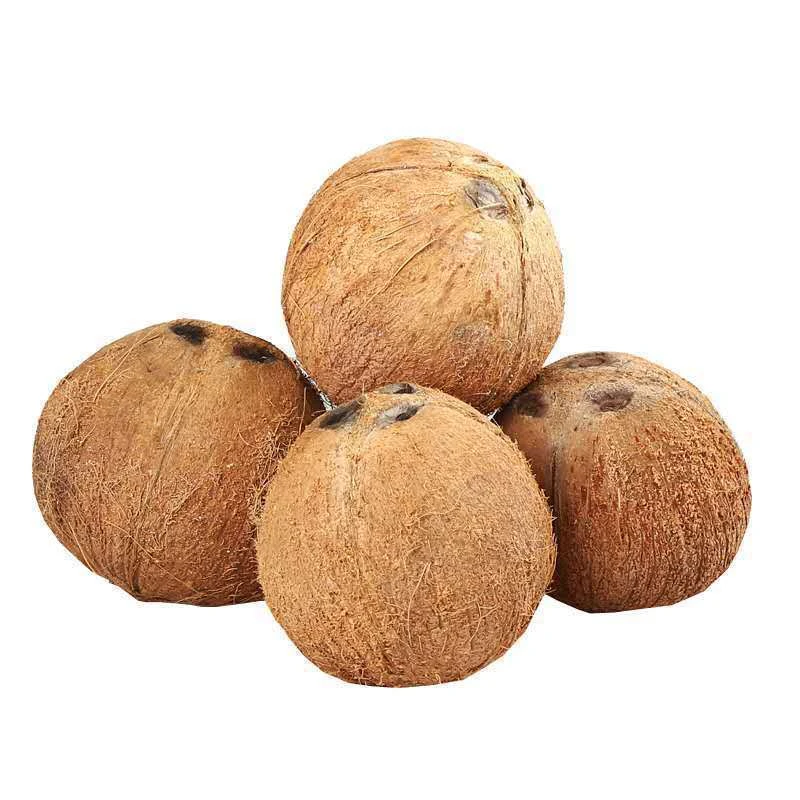 海南毛椰老椰子去皮椰青新鲜孕妇水果榨椰奶椰油椰肉厚煲汤椰宝