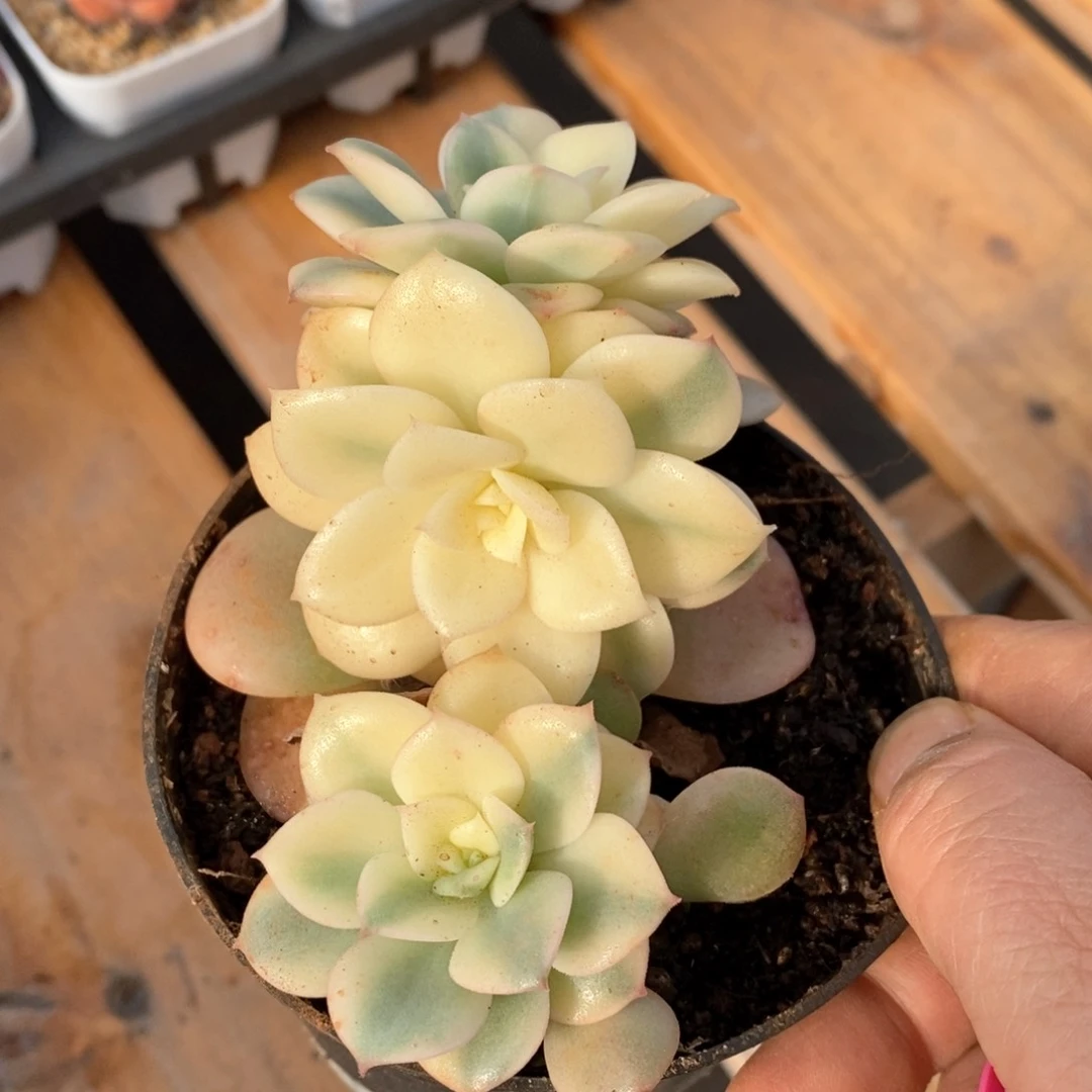 精品多肉一物一拍不包整192