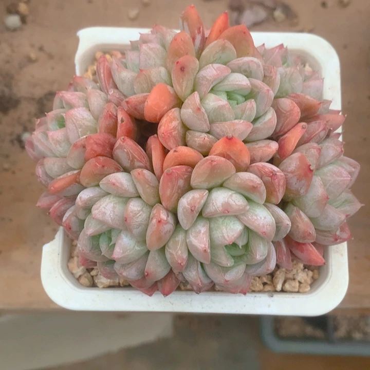 伶**球多肉乐园精品爱莎