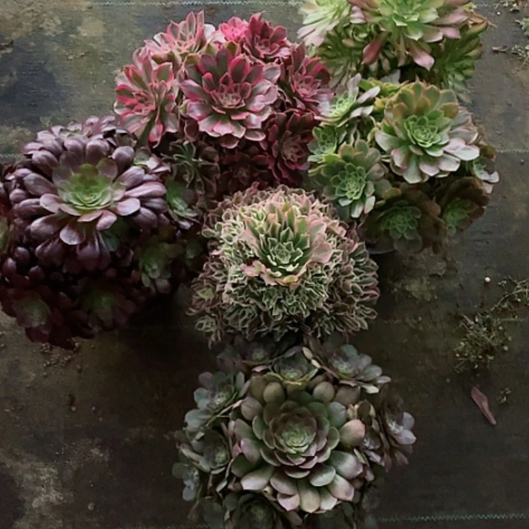 【闪购商品】法师好看也好