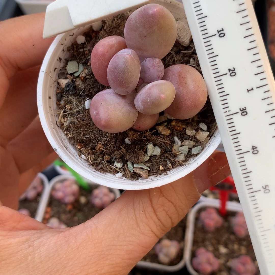 蛋黄奶 不凑满28元发一片叶 不售后 到付