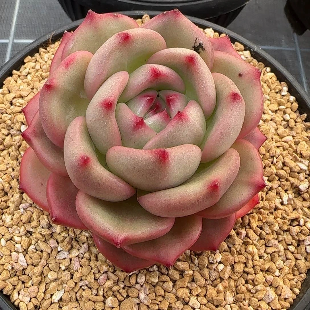 从前慢花园精选Q橙