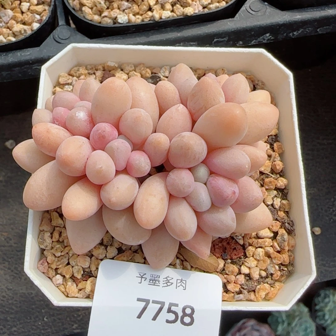 汤圆无砍，7758多肉