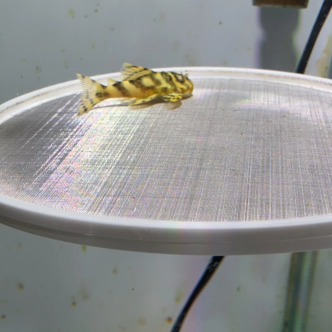 工具鱼36号皇室333