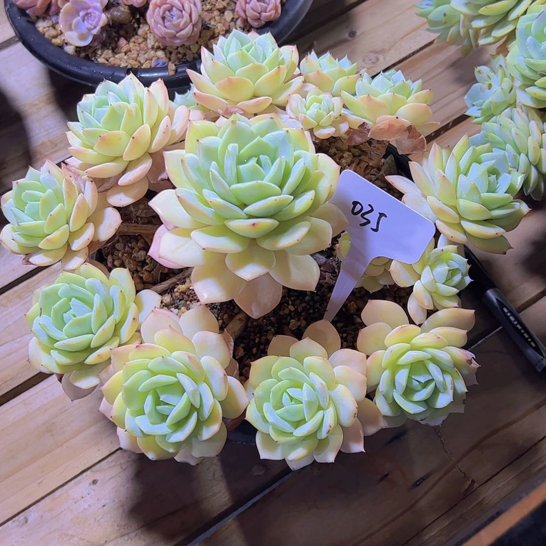 l****烤035恋曲捧花。。。。。。