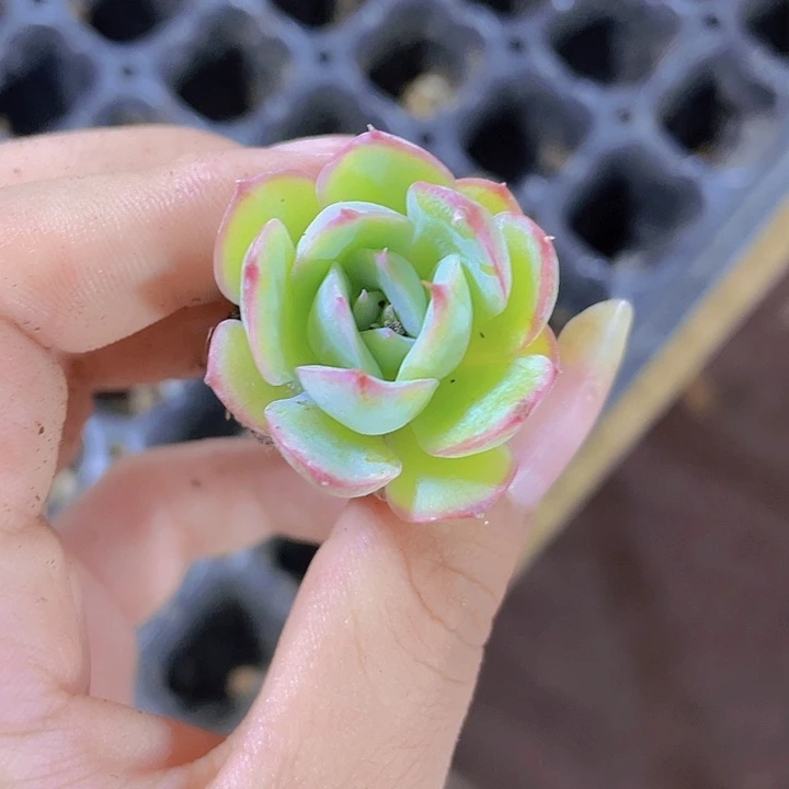 71精品侧影2颗一组