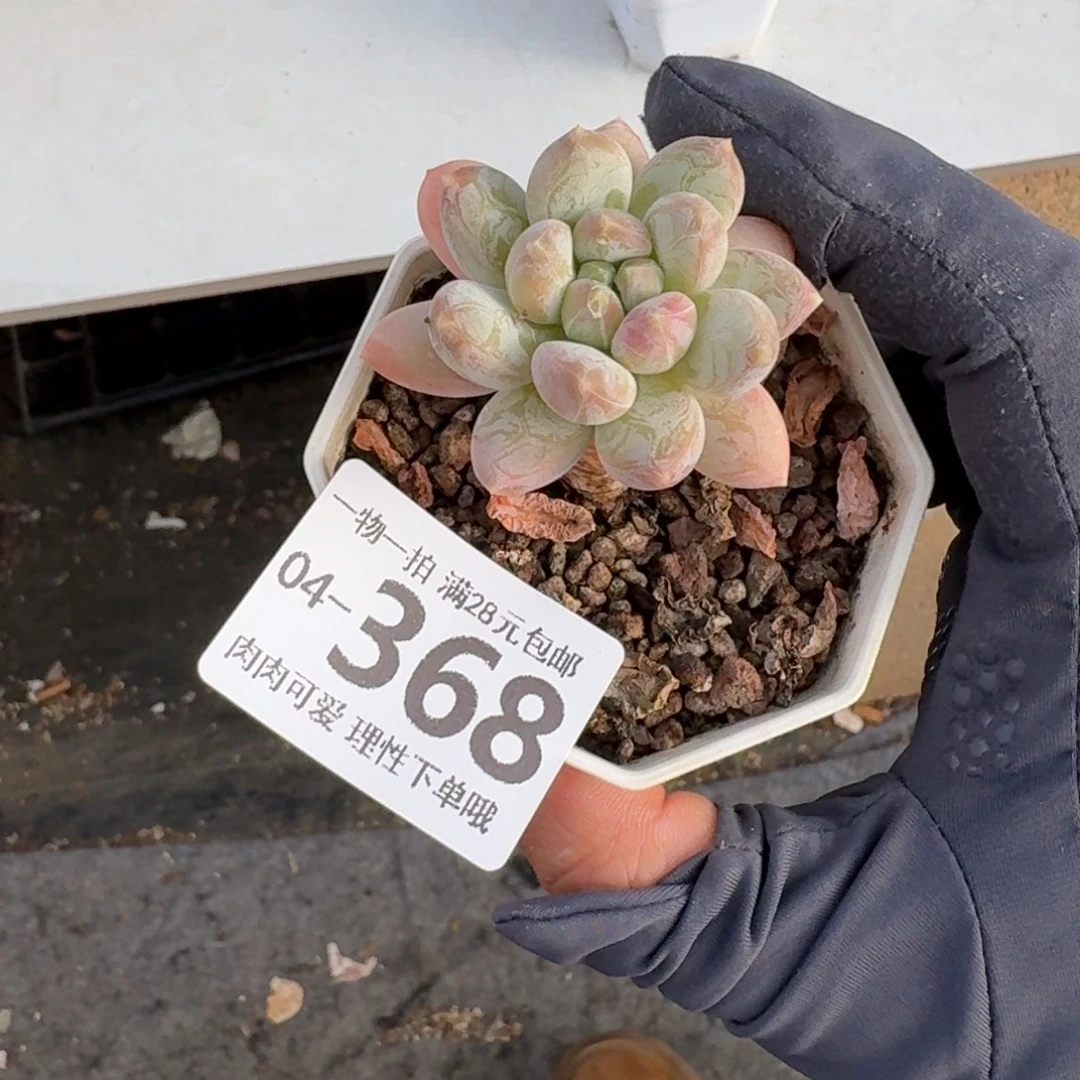 三色奶无盆土发货无盆