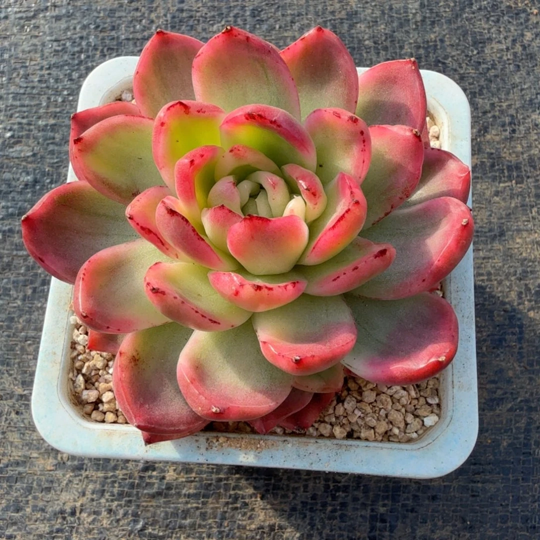 水晶玫瑰锦锦上园艺一物一拍