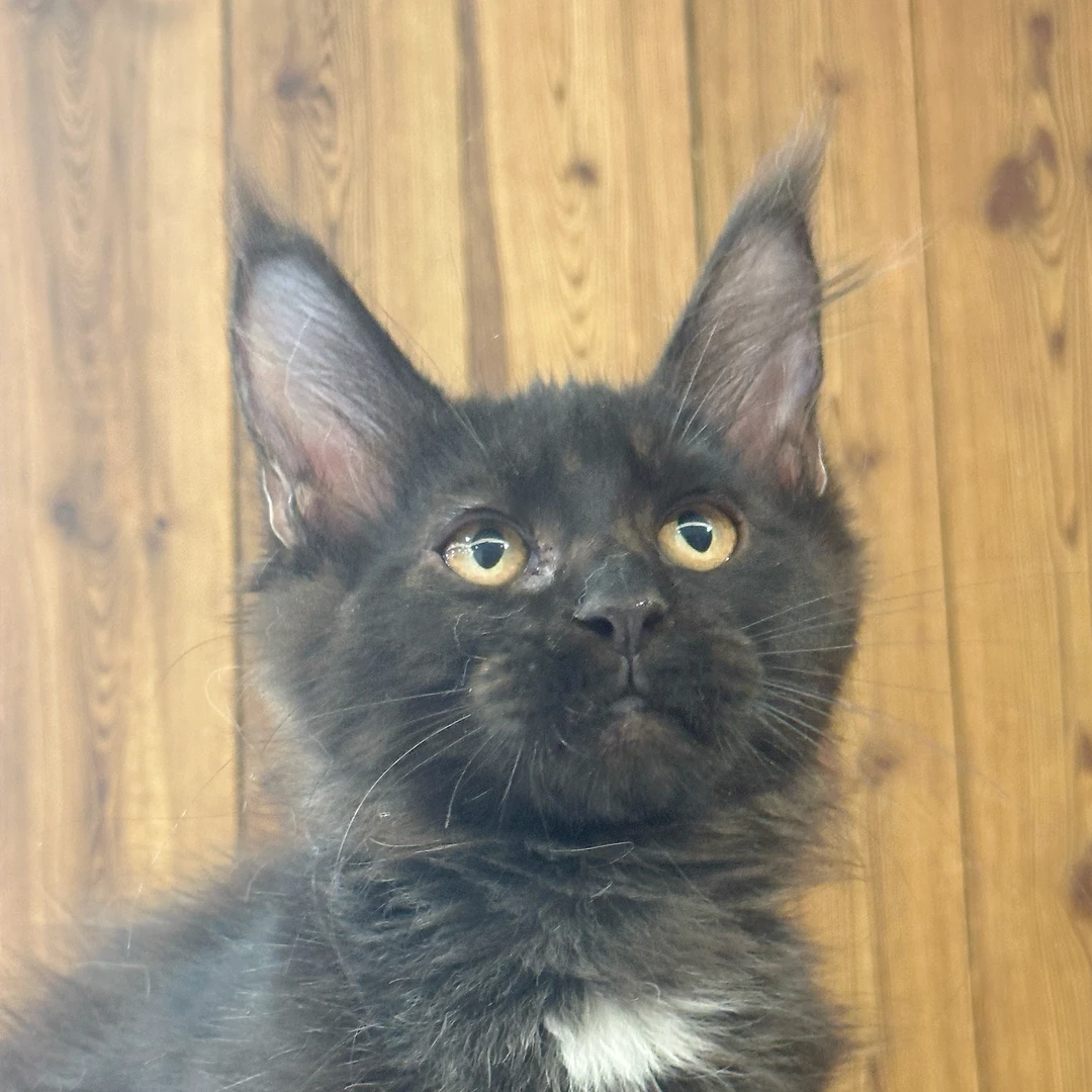 来了姊妹-纯黑缅因猫-弟弟-27