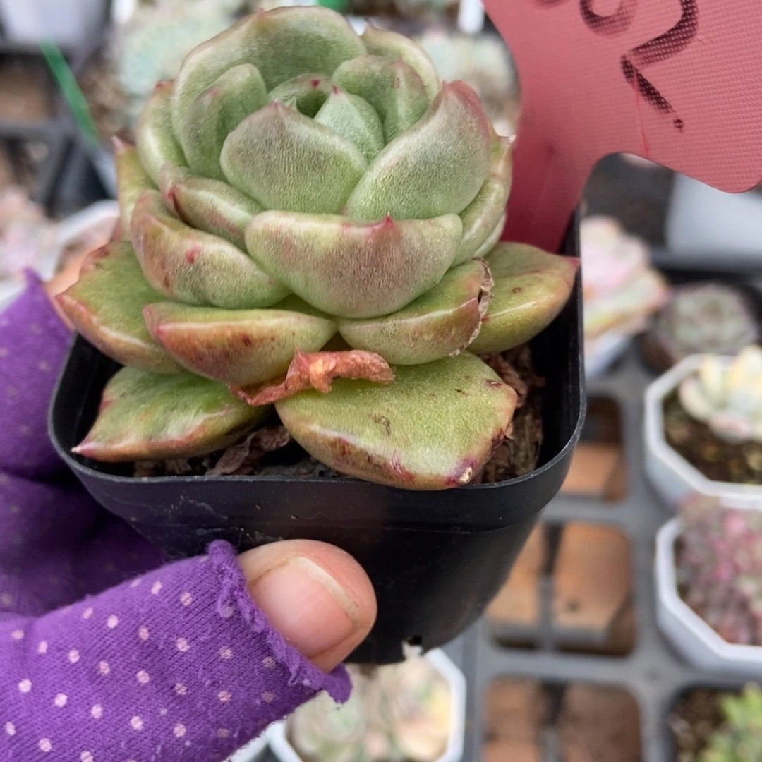 7302白玫瑰石化顿肉