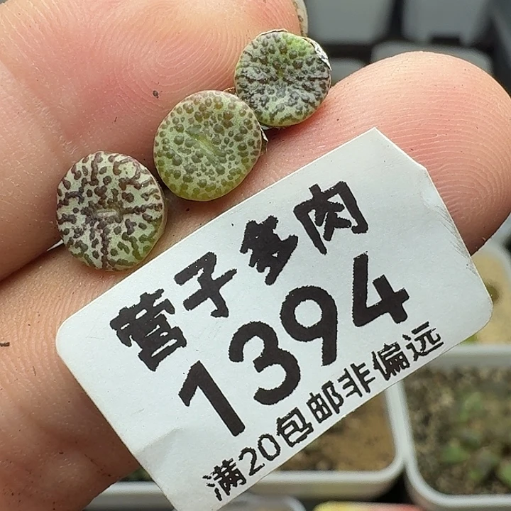 风***岚CR1306泡泡安贞。