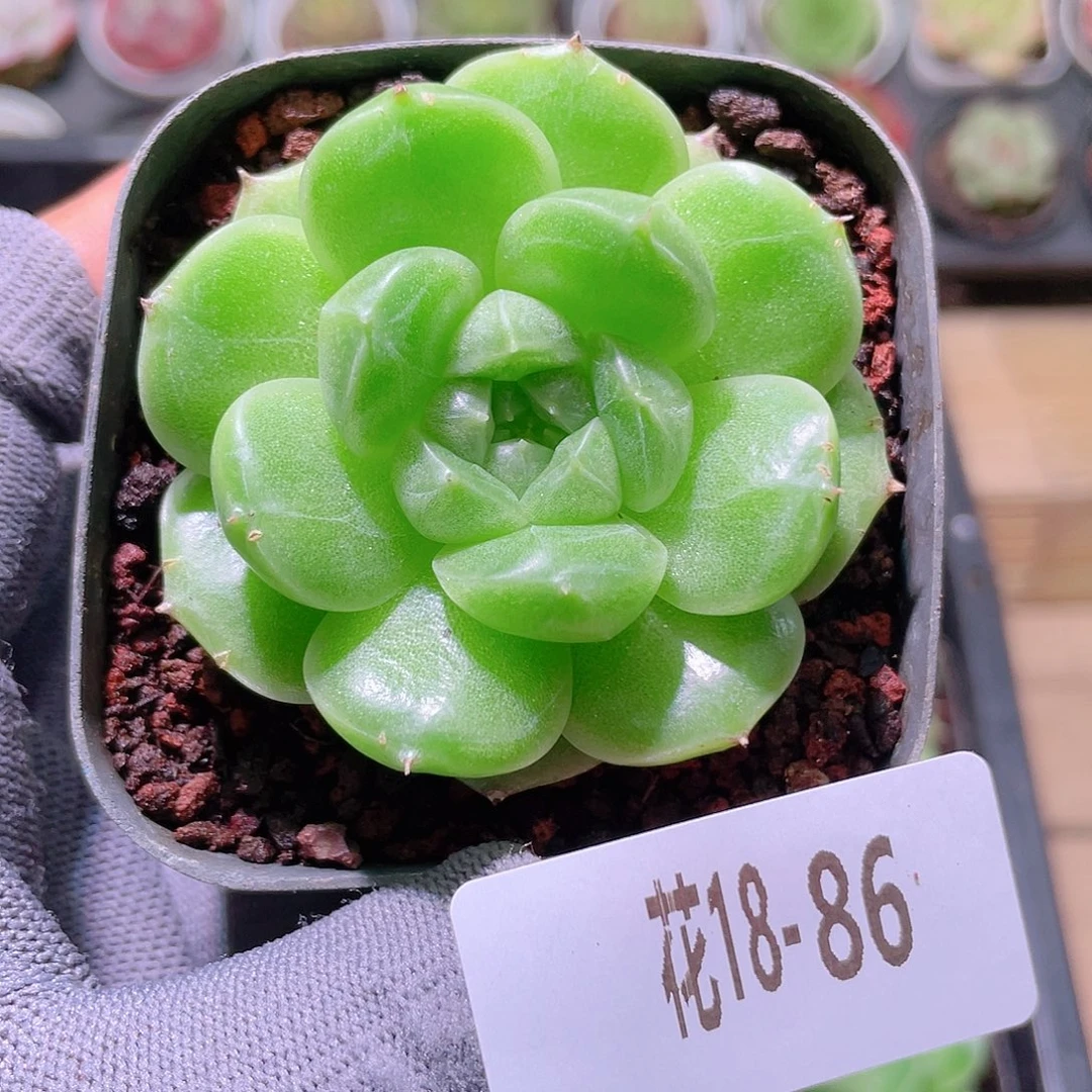 花利美18-86麦秆