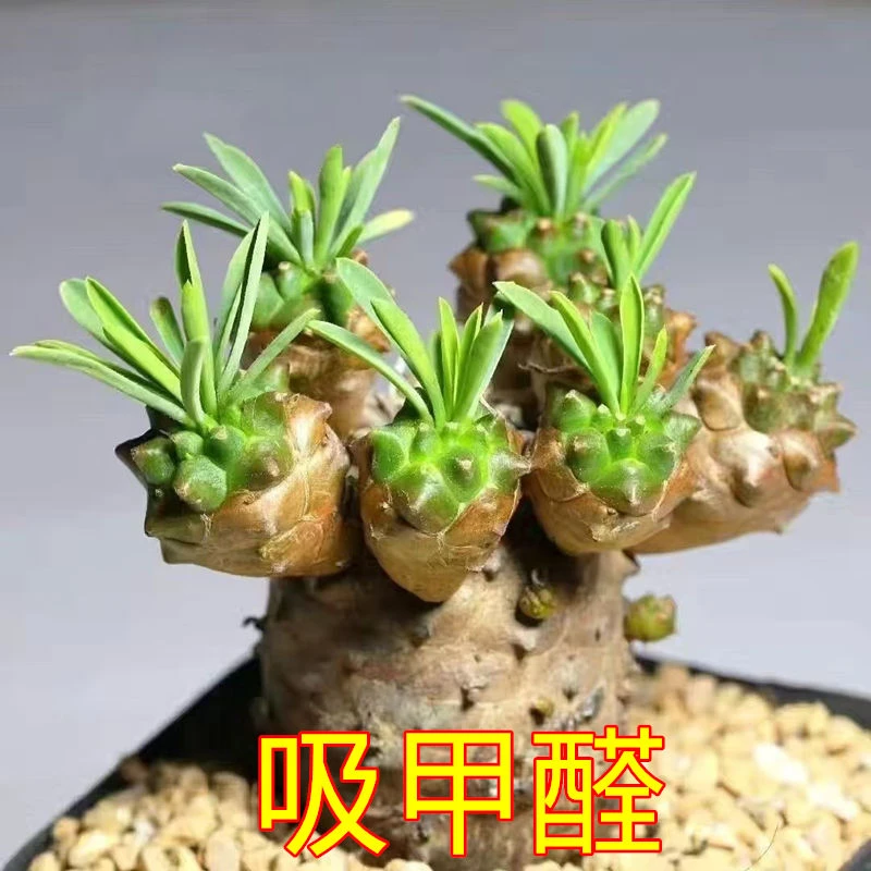 小菠萝 峨眉山多肉凤梨 开花创意迷你植物四季好养桌面绿植盆栽