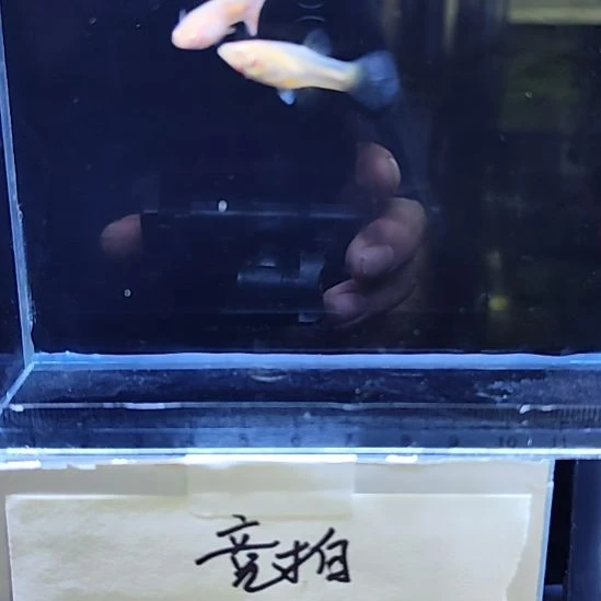 孔雀鱼3金粉世家一对