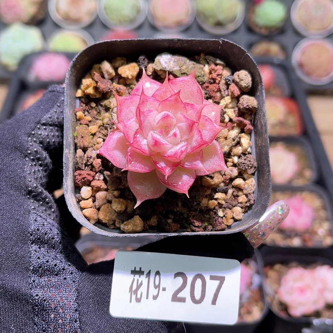 花利美19-207女王玫瑰