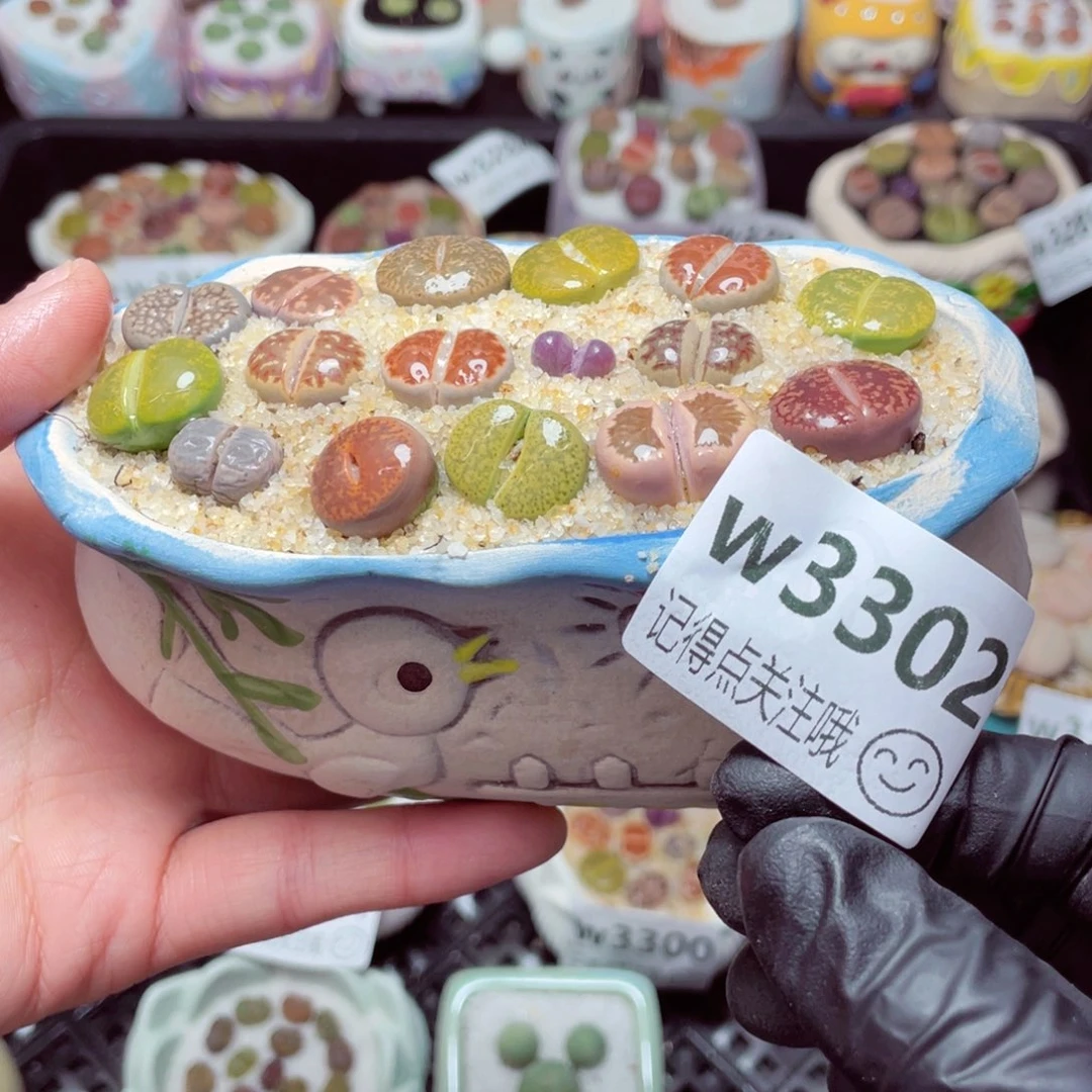 3302--带盆土发货，零下地区拍保温箱