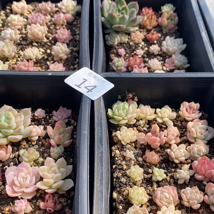 14 多肉植物盆栽花卉