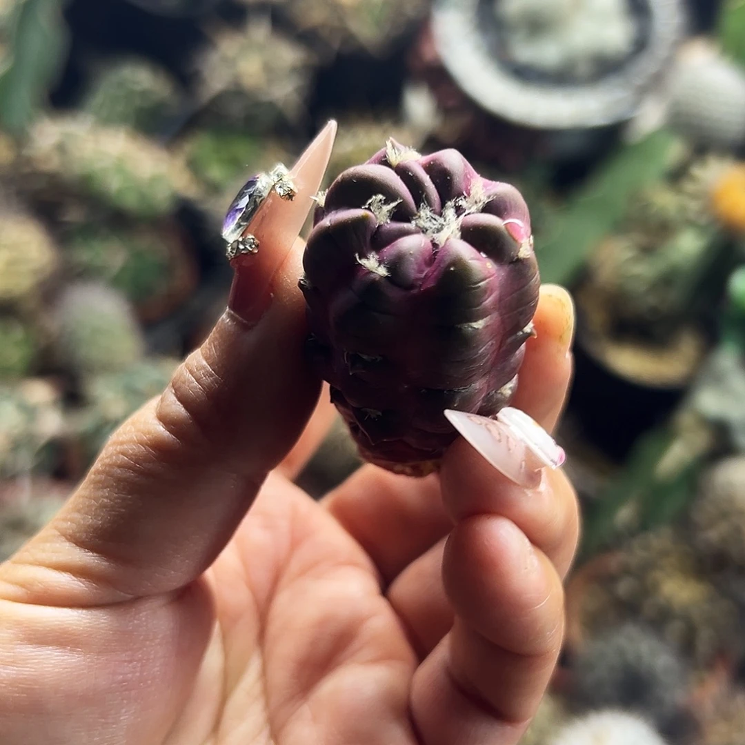 惠毛丸有根仙人球6666666