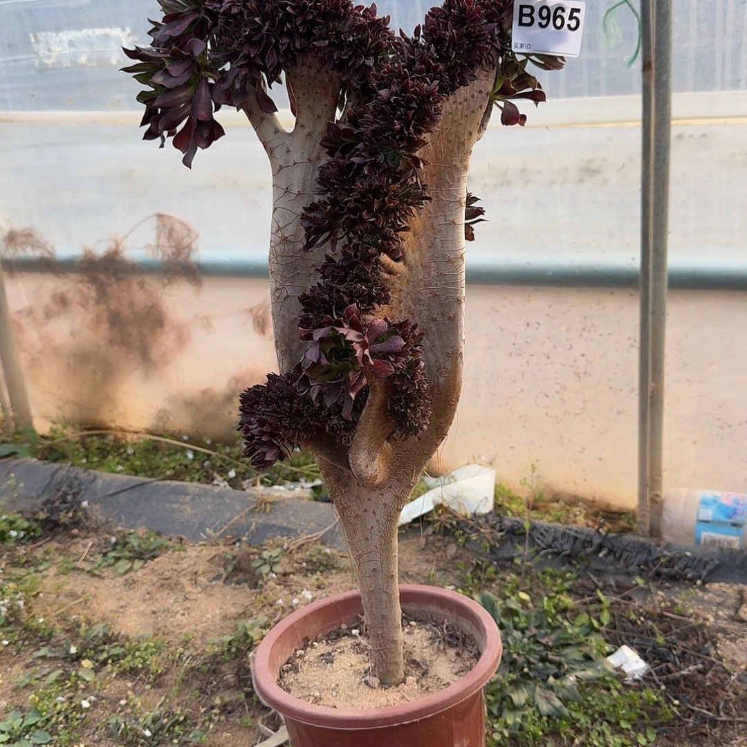 965黑法师一颗50高度