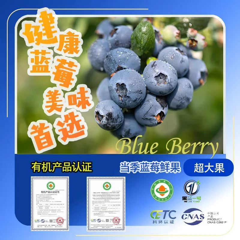 当季新鲜有机蓝莓L25<顺丰空运》现摘现发脆甜爆汁大果果王