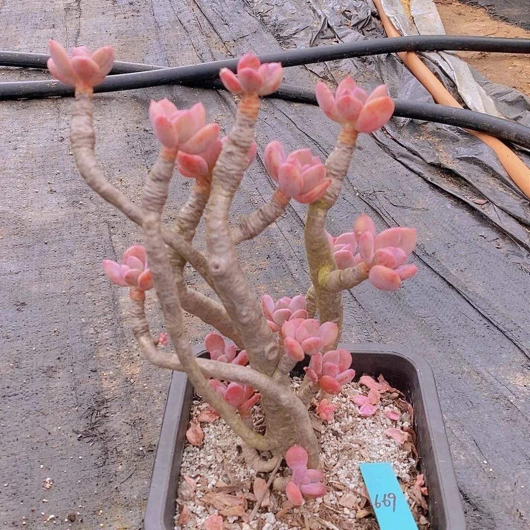 669多肉植物老桩