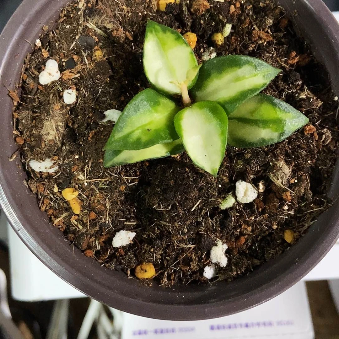 奮***行完全开放绿孔雀球兰29